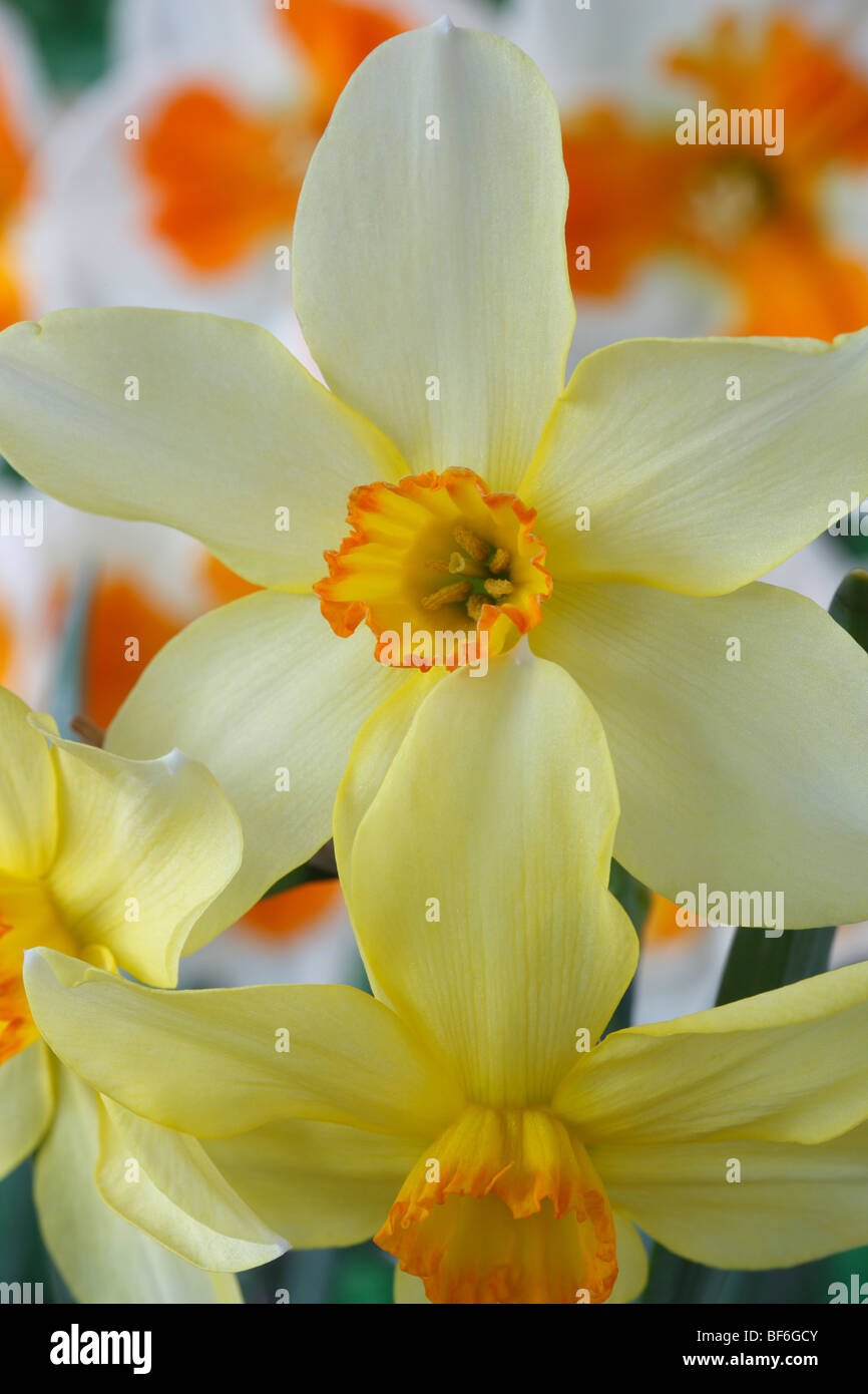 Narcissus 'Barrii Conspicuous' Daffodil Div.3 Small-cupped Sometimes spelt 'Barrii Conspicuus' Stock Photo