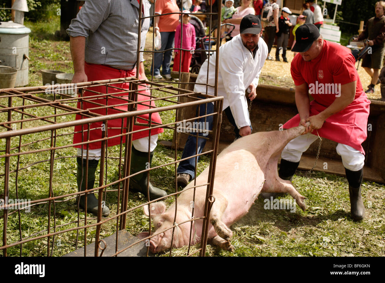 slaughtering on a farm butcher killing a pork Stock Photo
