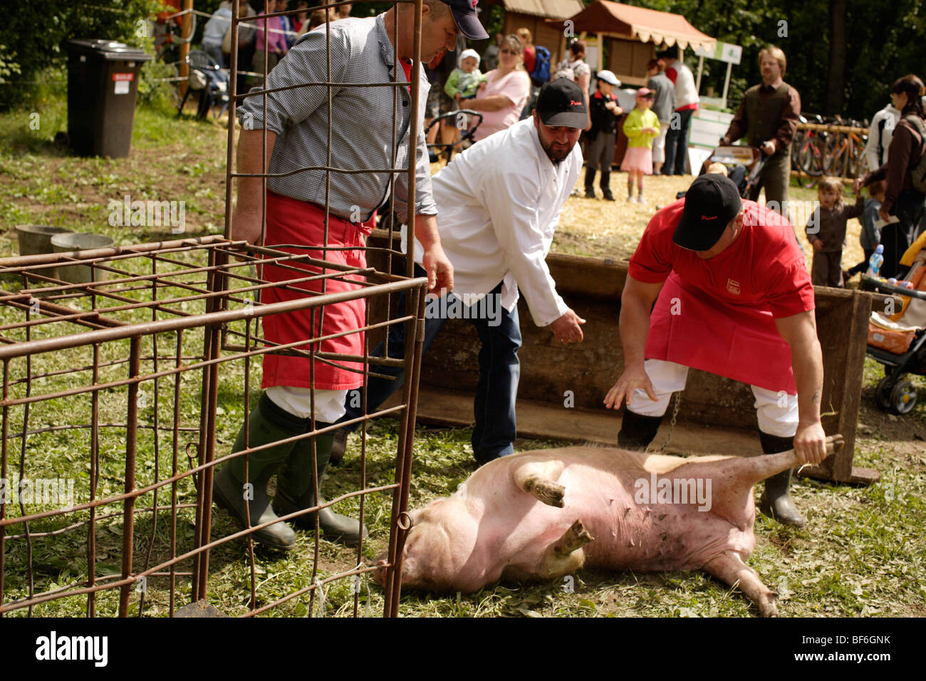 slaughtering on a farm butcher killing a pork Stock Photo
