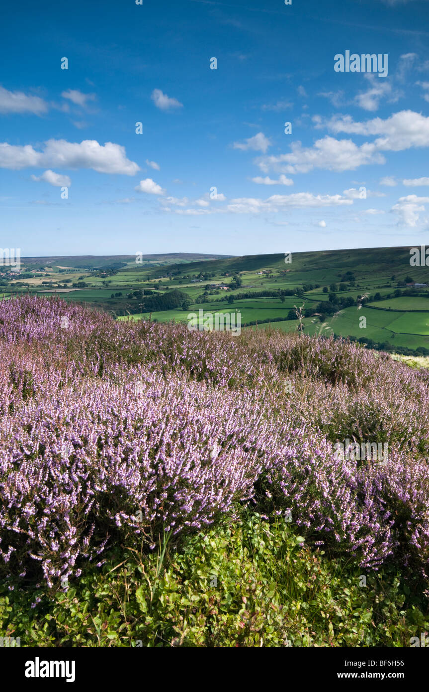 Heathers, North York Moors, National Park, North Yorkshire, UK Stock Photo