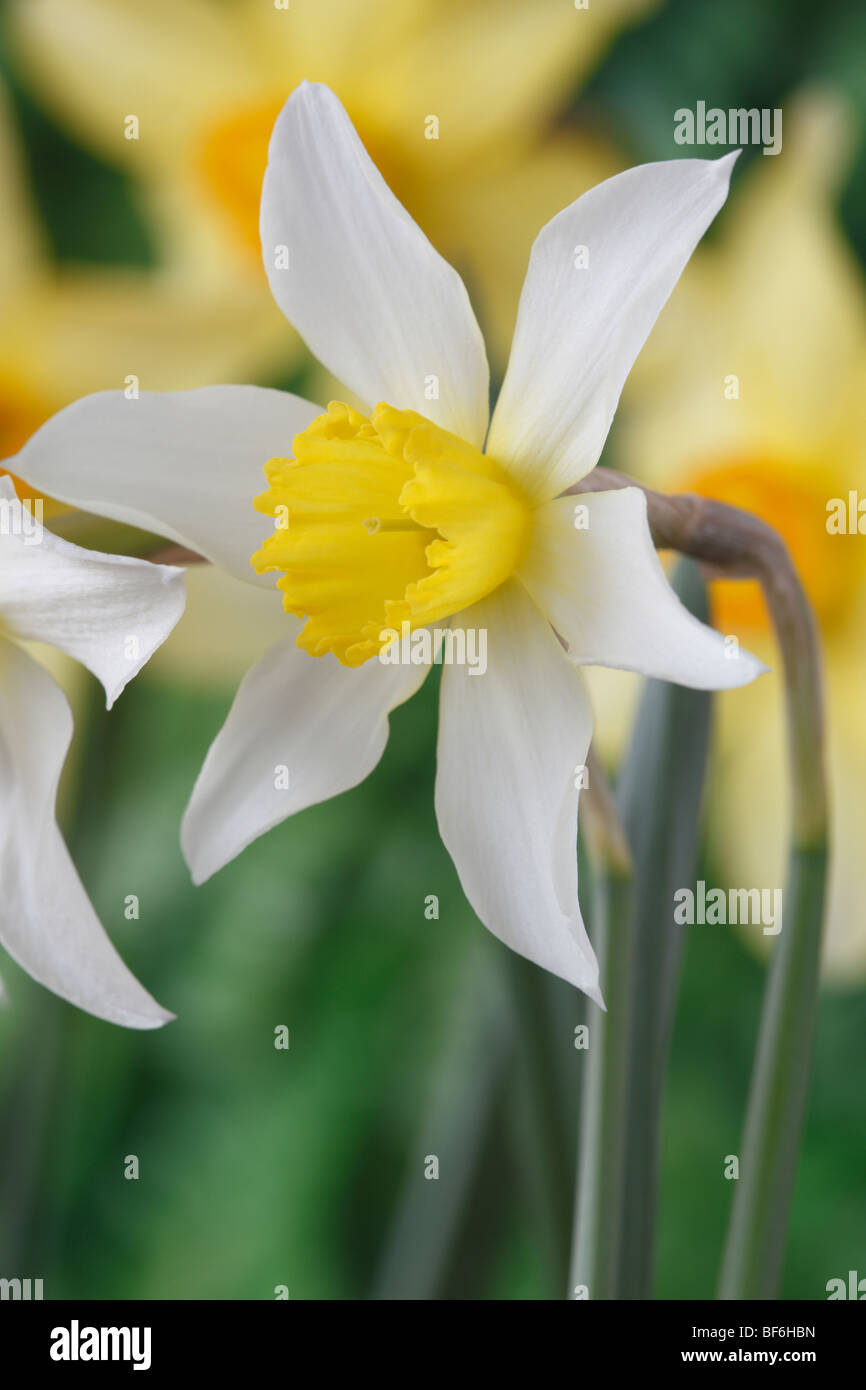 Narcissus 'White Lady' (Daffodil) Div.3 Small-cupped April Stock Photo