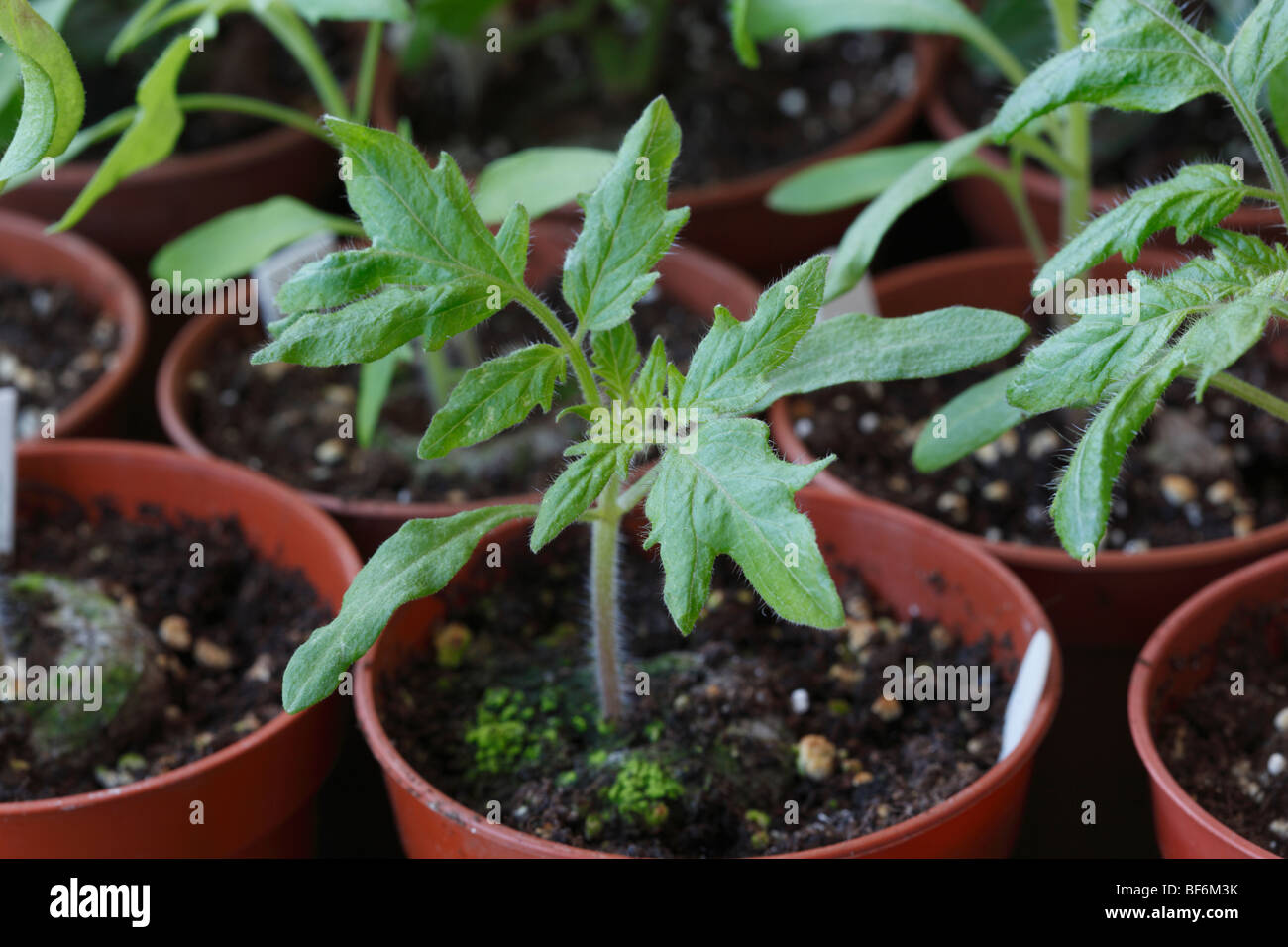 Tomato plants in flower pots Solanum lycopersicum Stock Photo
