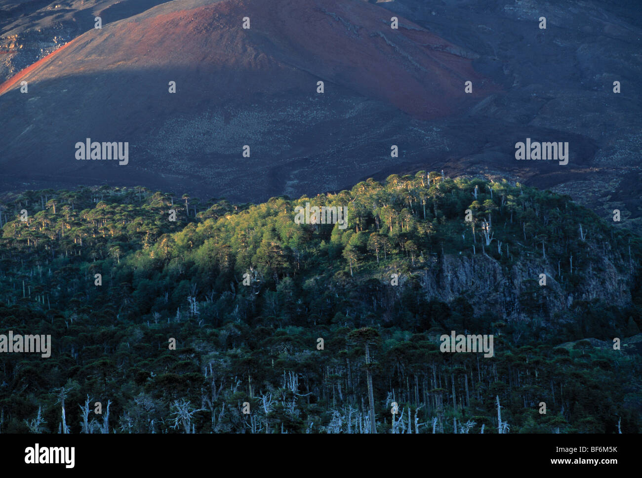 Conguillio National Park Chile Stock Photo Alamy conguillio-national-park-chile-stock-photo-alamy