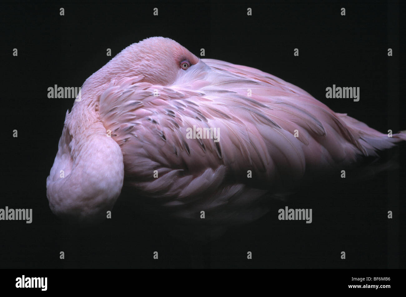 flamingo, phoenicopteriformes Stock Photo