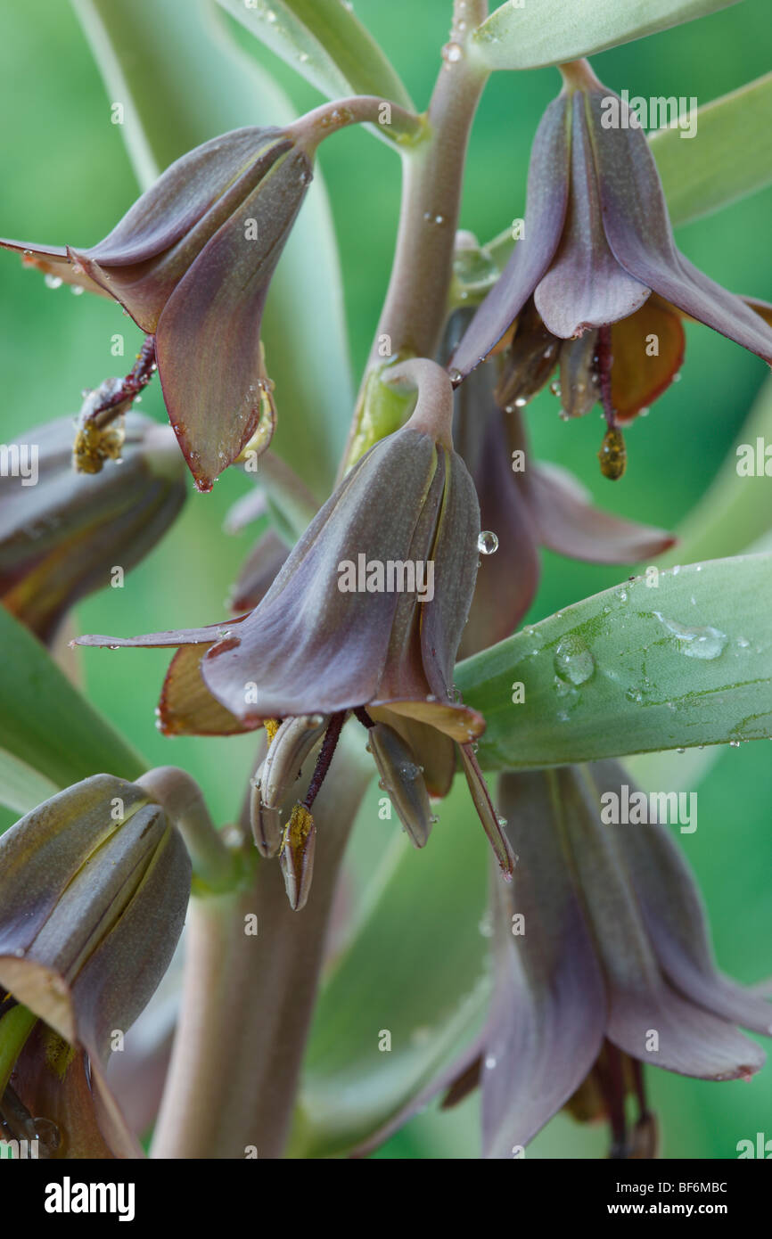 Fritillaria sewerzowii (Fritillary) Stock Photo