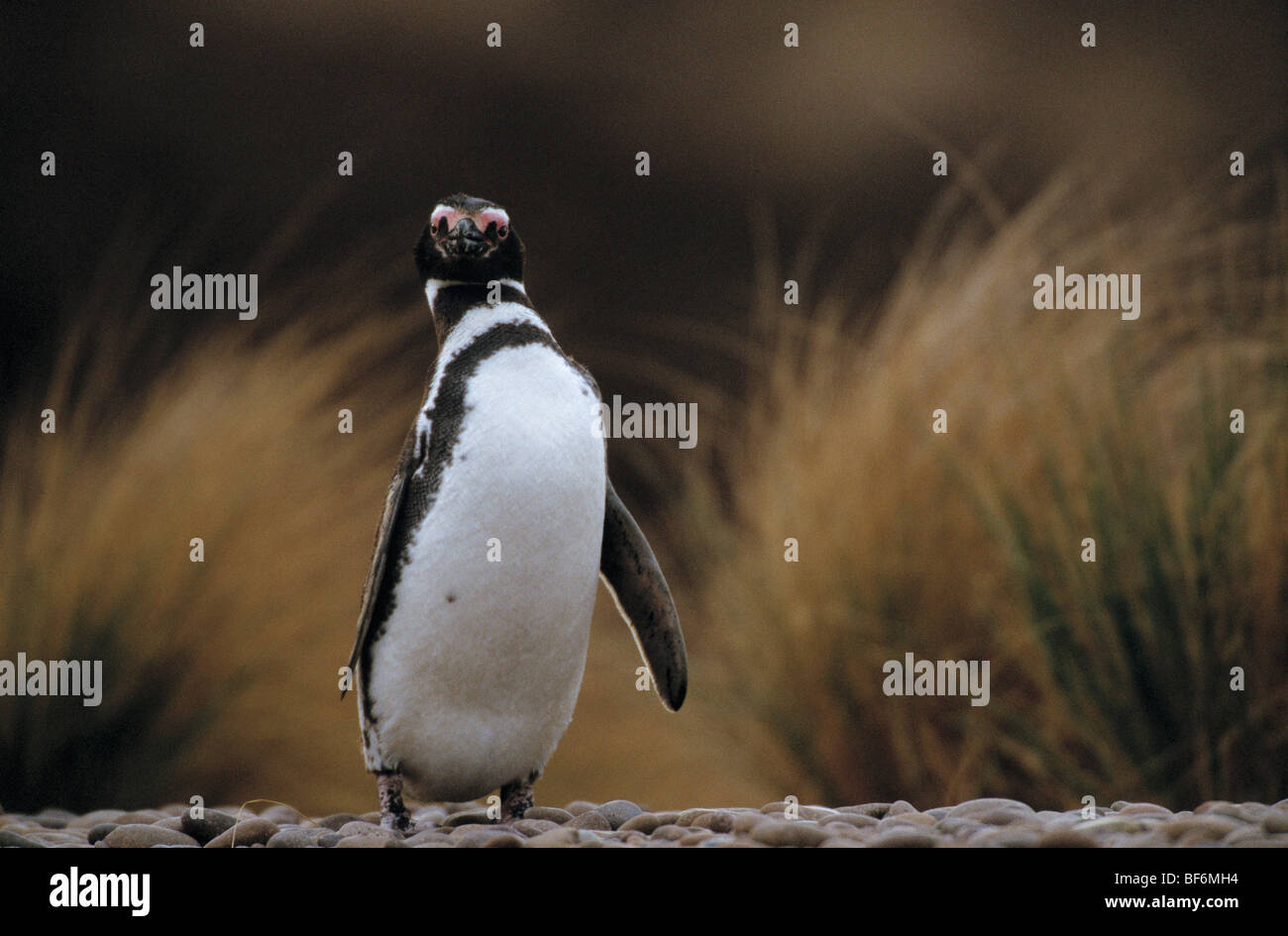 magellanic penguin, spheniscus magellanicus Stock Photo