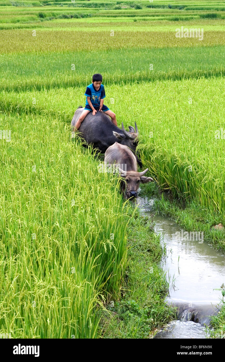 Boy riding a buffalo through the green padi fields of North West ...