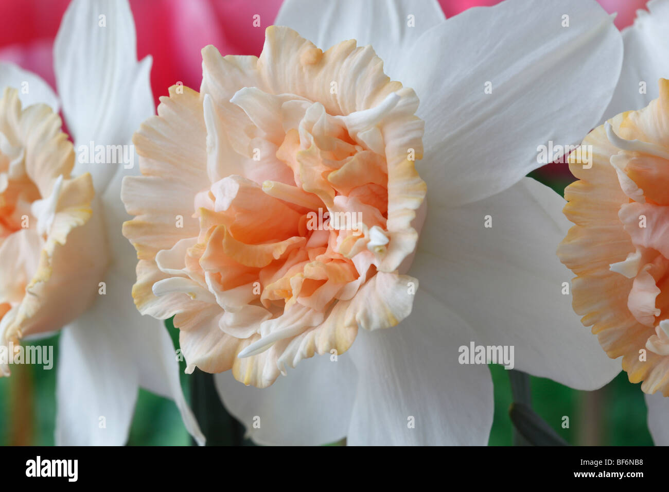 Narcissus 'Petit Four' Daffodil Div.4 Double Stock Photo