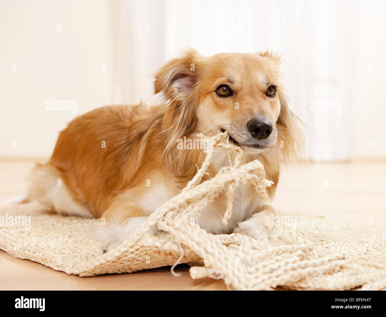 bad habit Mixedbreed dog destroying rug Stock Photo Alamy
