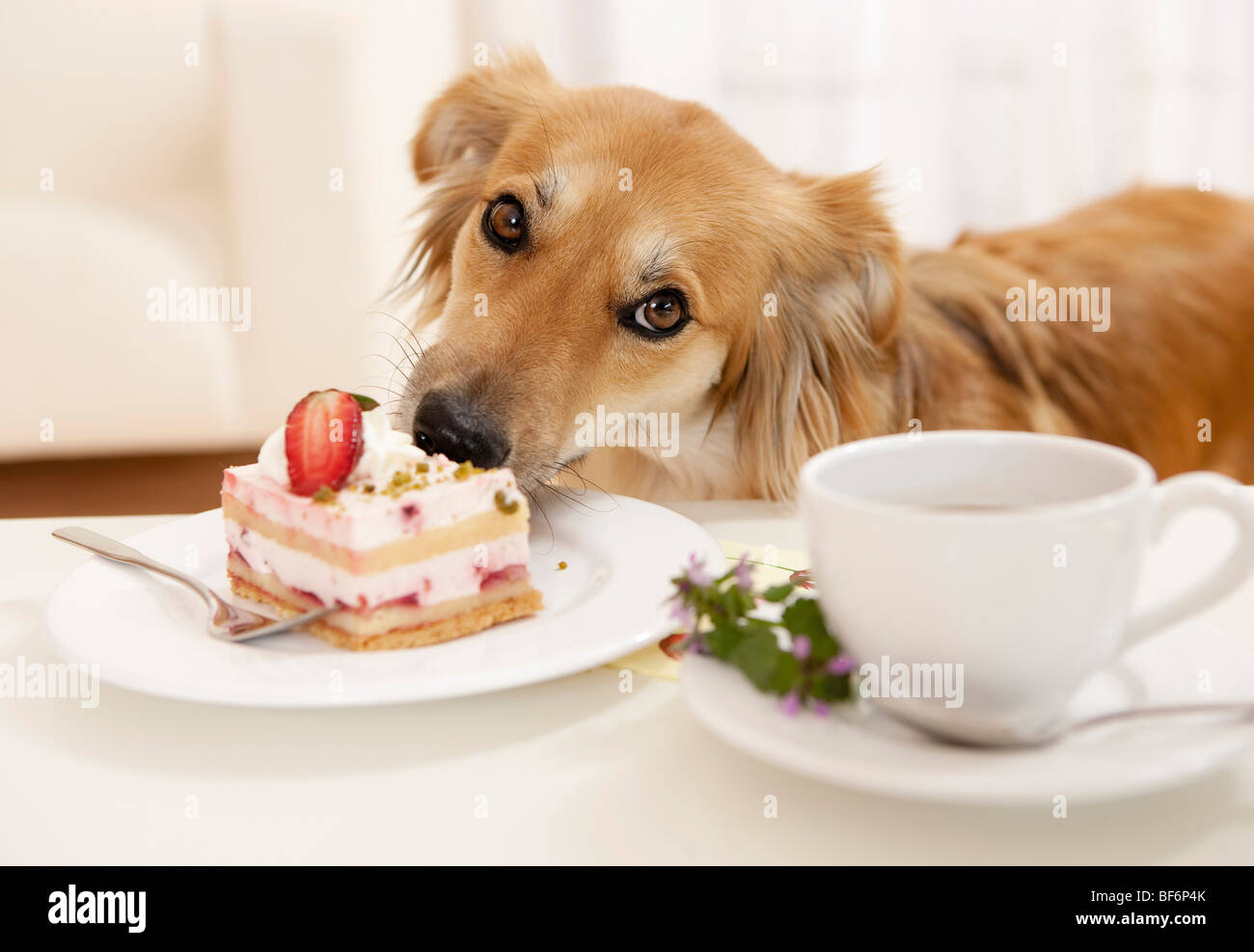 Dogs eating cake hi res stock photography and images Alamy