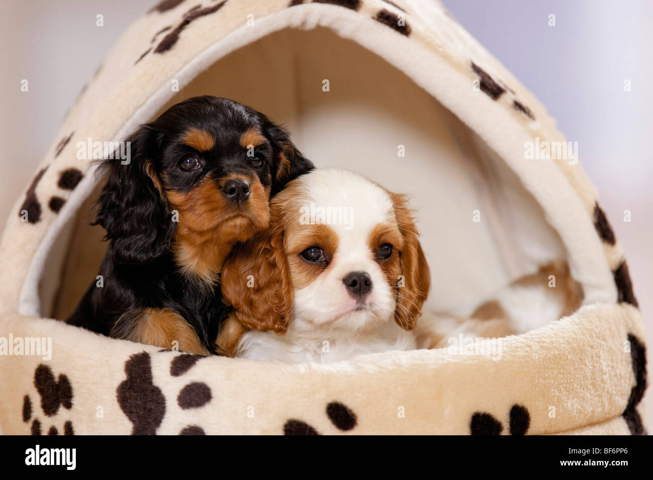 Cavalier King Charles Spaniel dog two puppies in bed Stock Photo Alamy