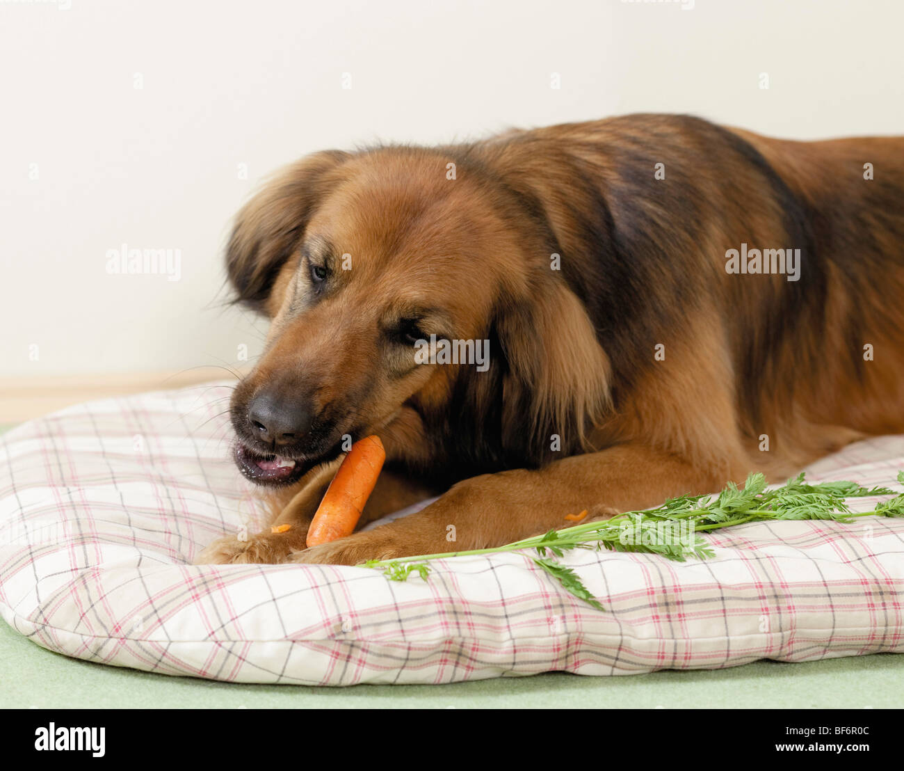 Can A Dog Eat Carrots