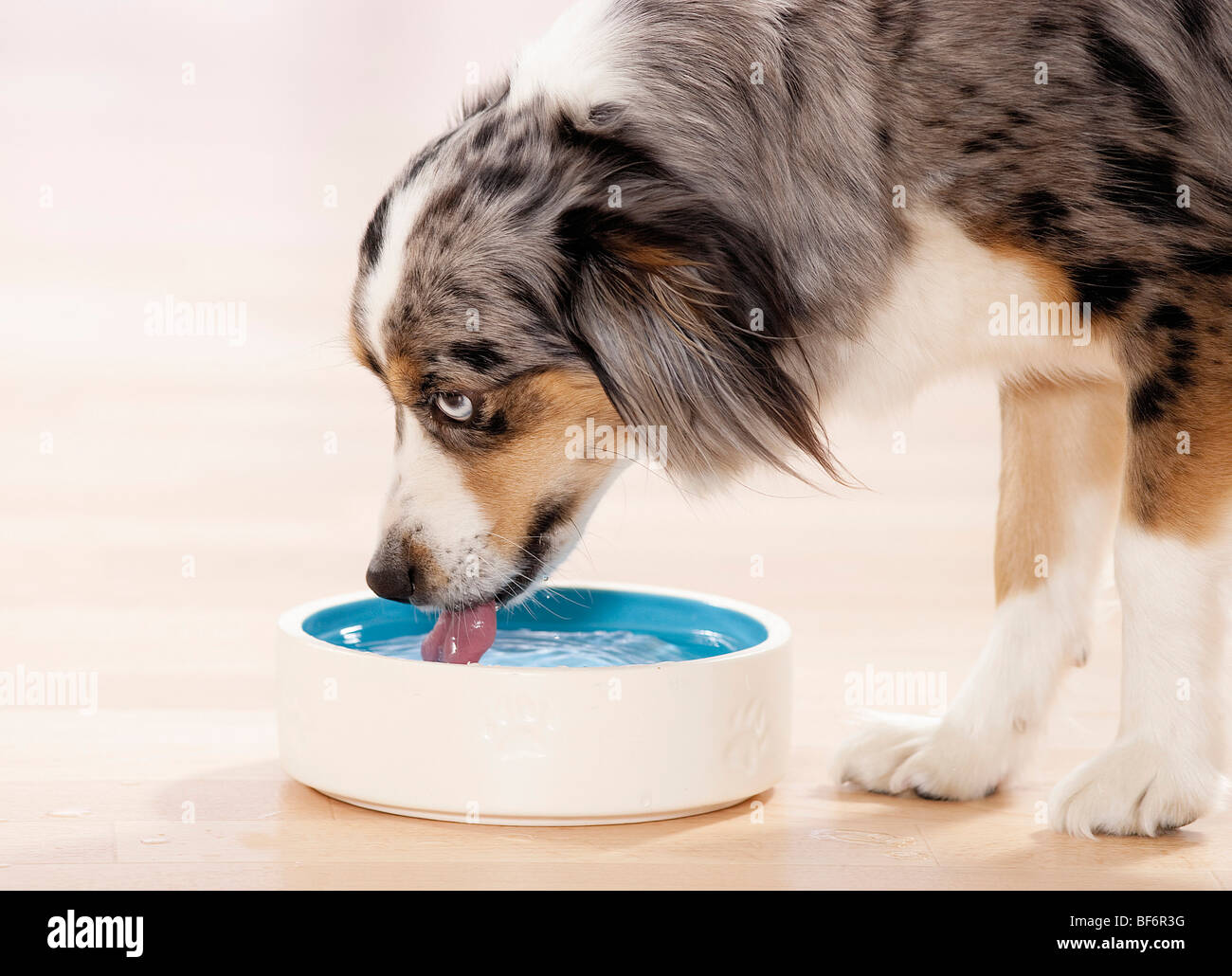 Australian Shepherd dog. Juvenile drinking from a bowl Stock Photo