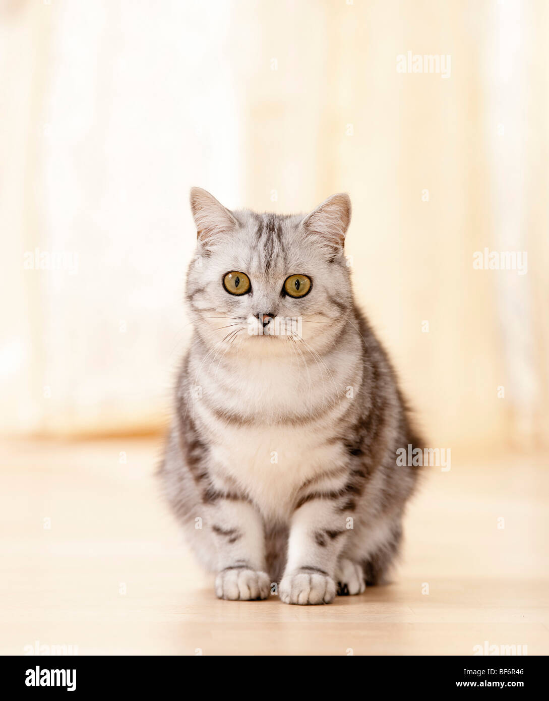 British Shorthair cat - standing Stock Photo - Alamy