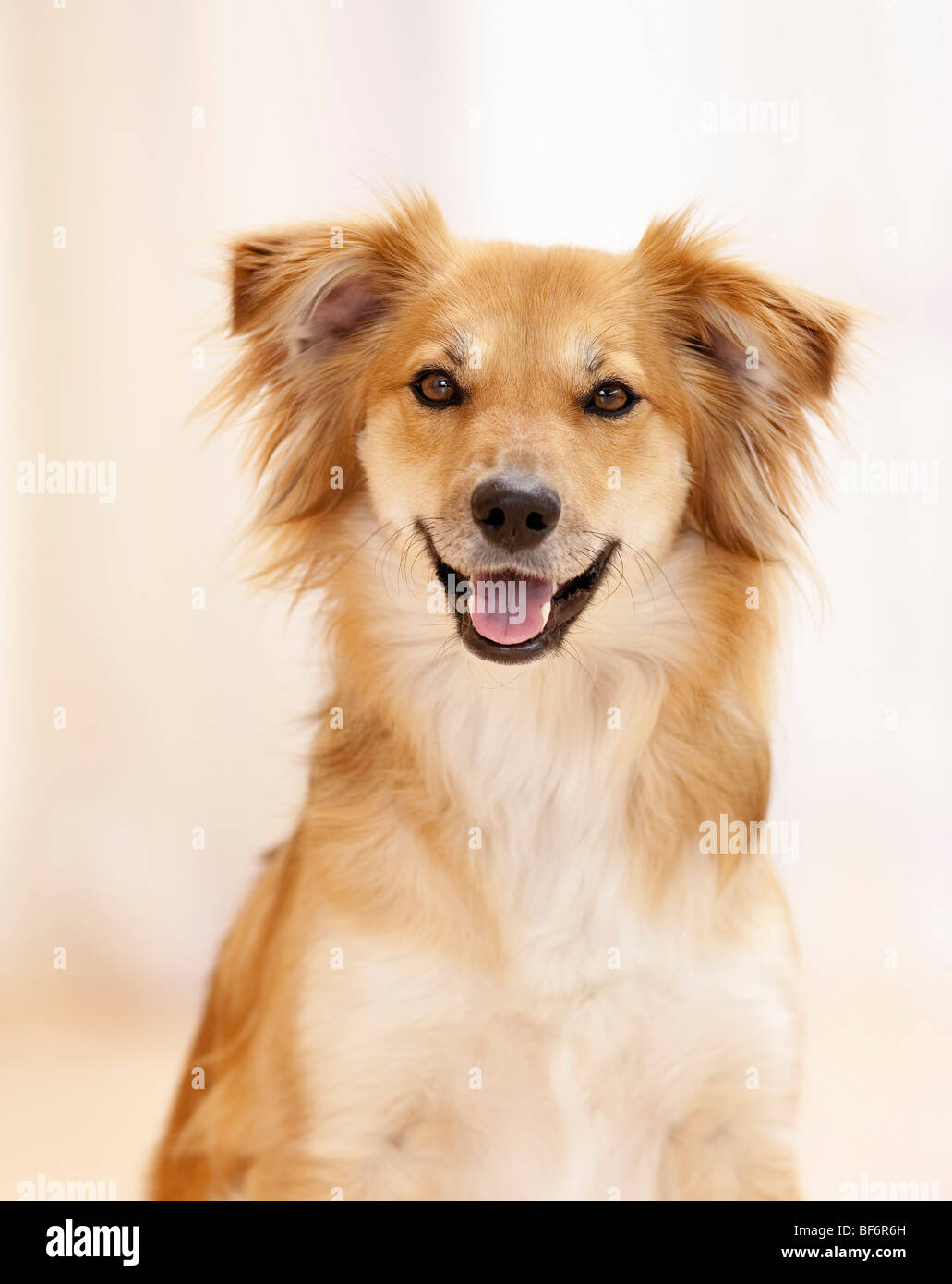 Mixedbreed dog. Portrait of adult male Stock Photo Alamy