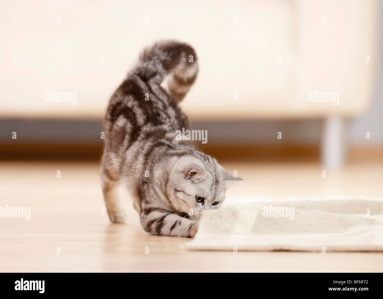 British Shorthair cat - playing with rug Stock Photo - Alamy