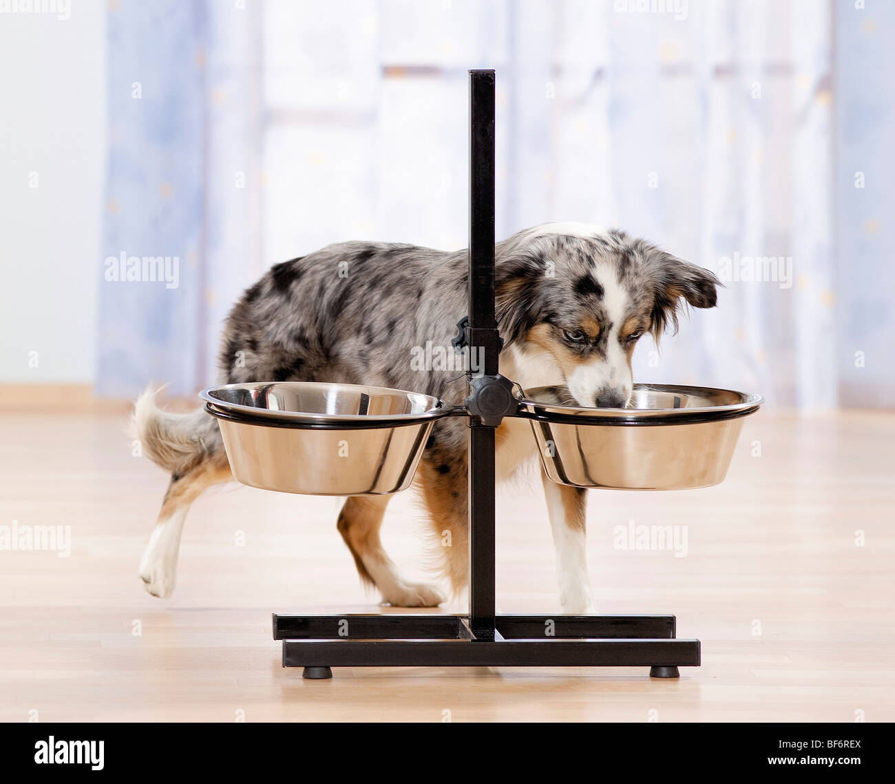 young Australian Shepherd dog at feeding bowl Stock Photo Alamy