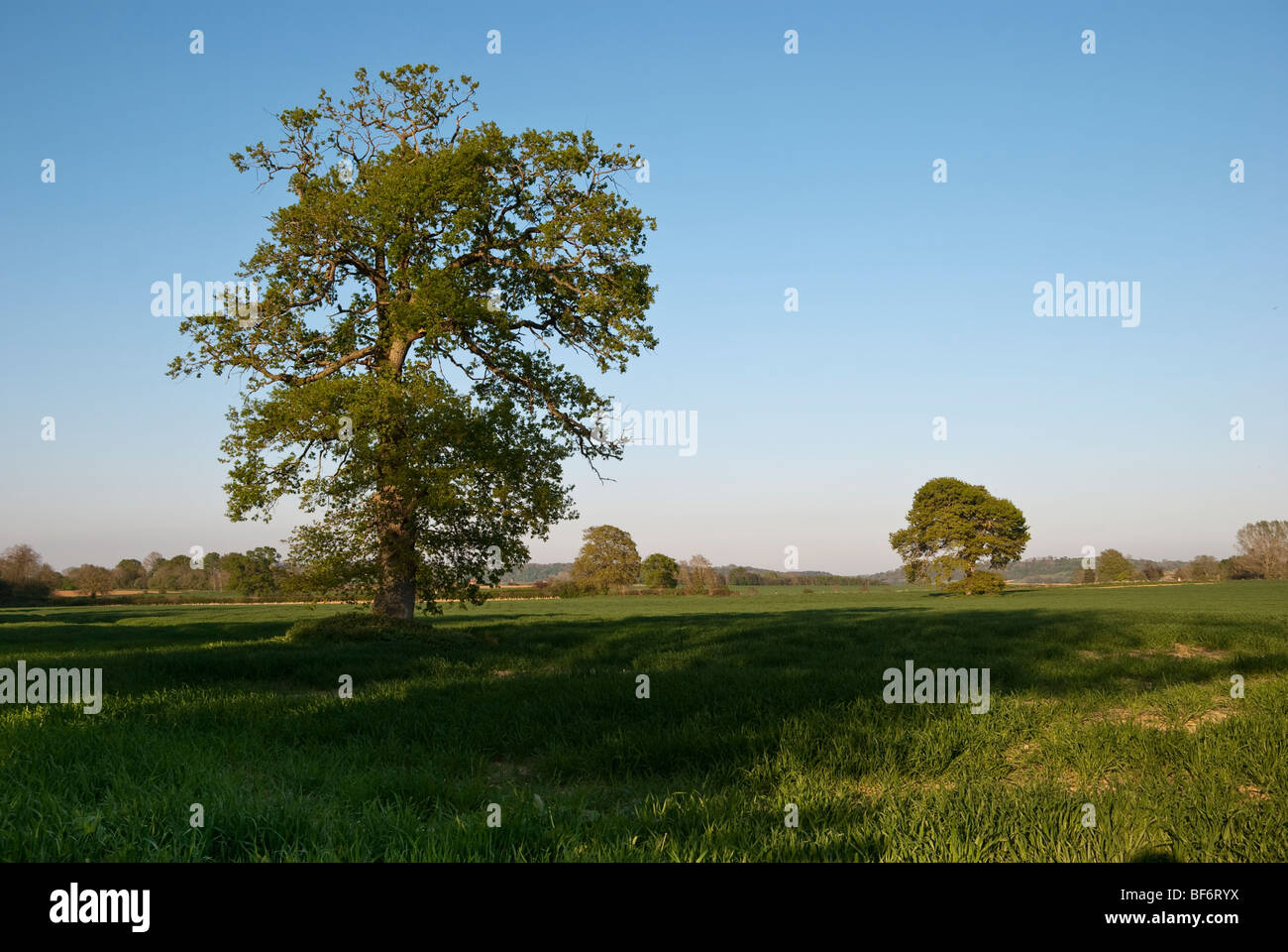 Early Summer Oak Tree in a field of spring wheat Somerset England.  One of a series taken over a year Stock Photo