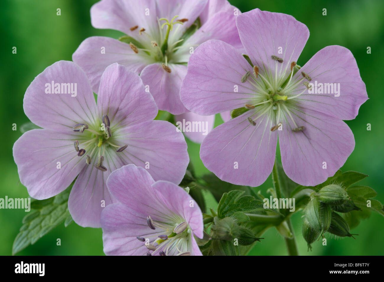 Geranium maculatum 'Beth Chatto' (Cranesbill) Stock Photo