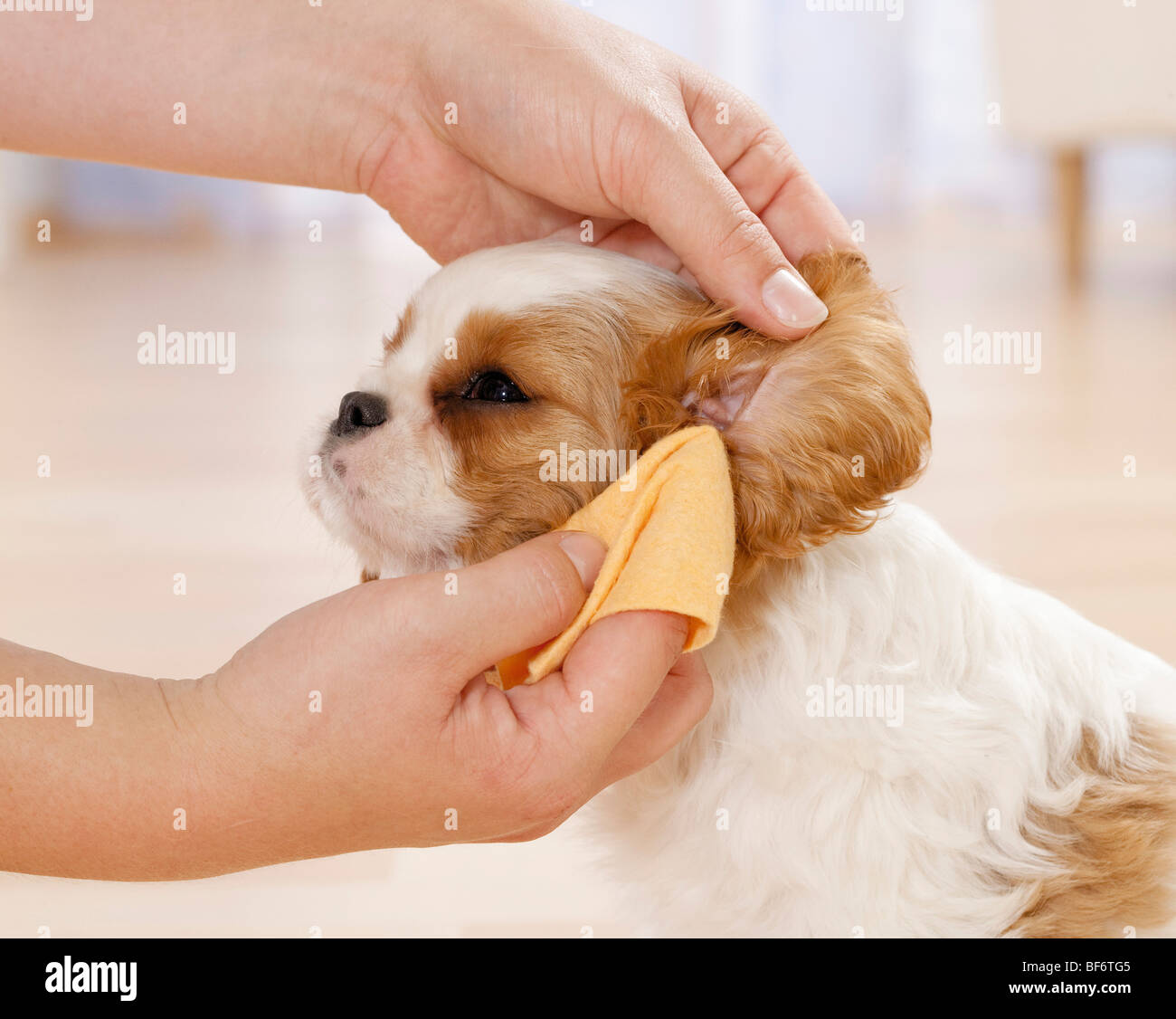 Cavalier King Charles Spaniel puppy cleaning ears Stock Photo Alamy