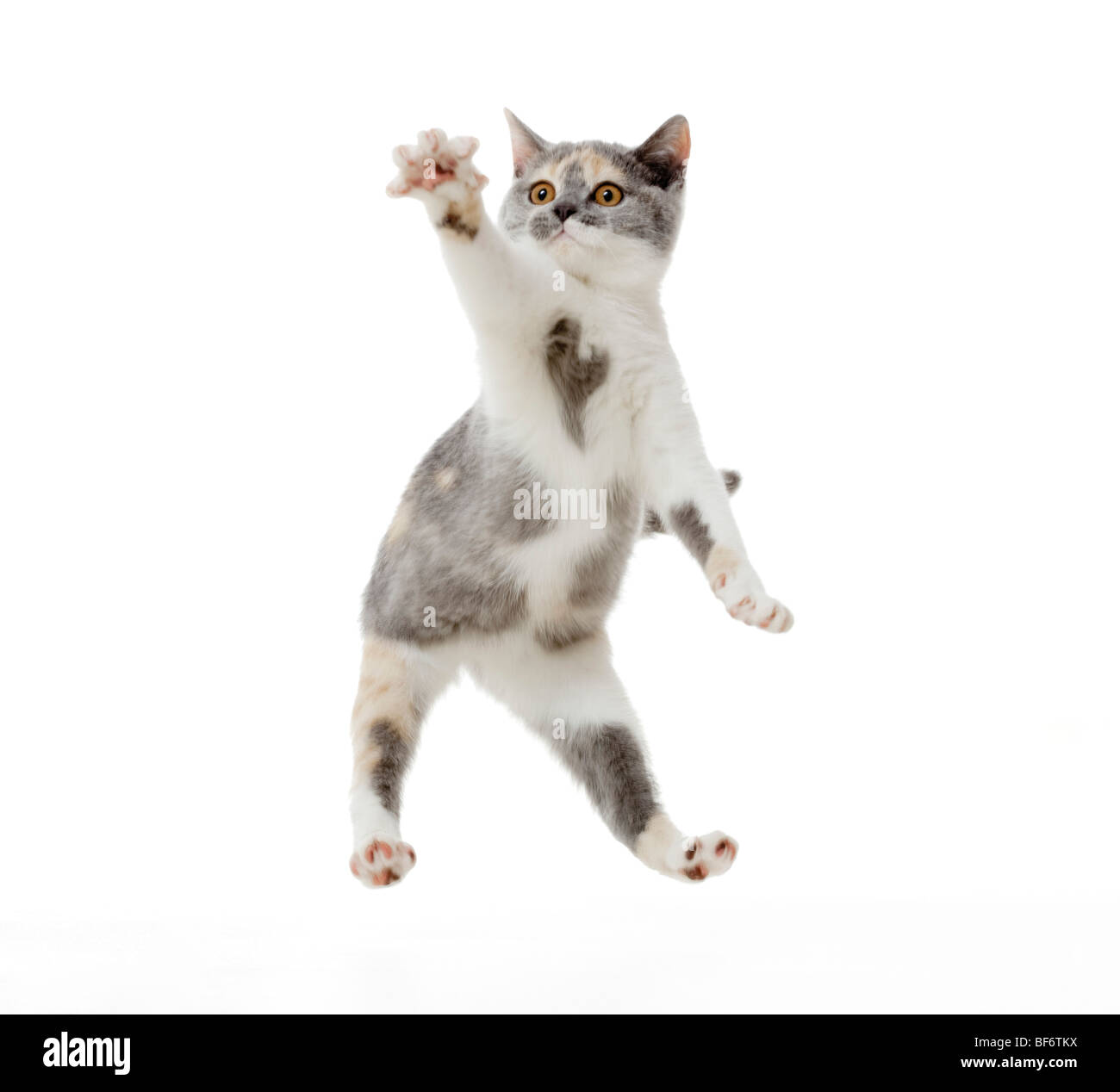 British Shorthair cat - kitten - jumping - cut out Stock Photo