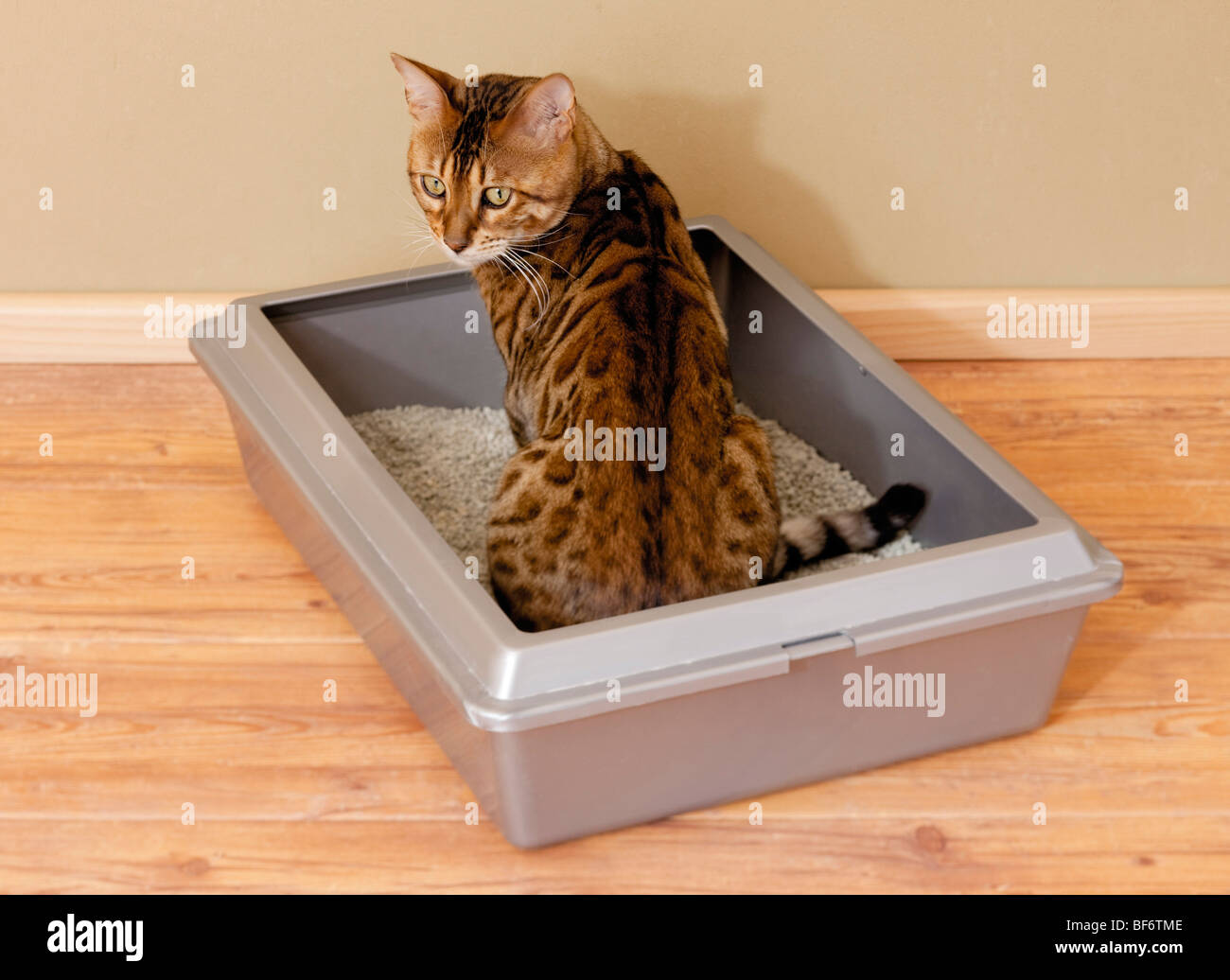 Bengal cat in cat's litter box Stock Photo Alamy