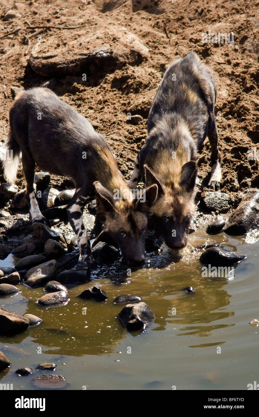 African Wild Dogs drinking El Karama Ranch Laikipia Region, Kenya