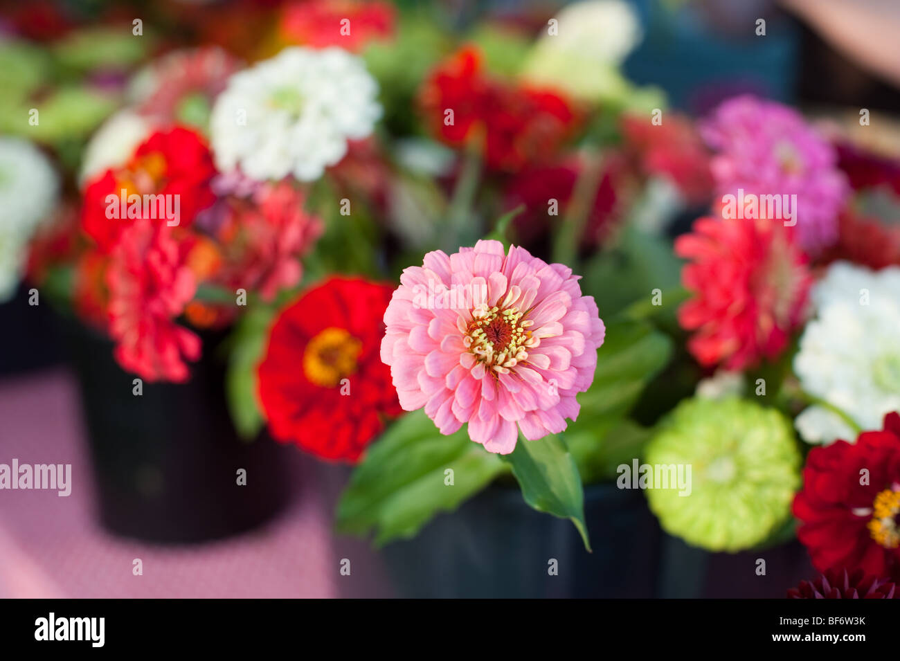 Flowers for sale Whole foods market Stock Photo Alamy