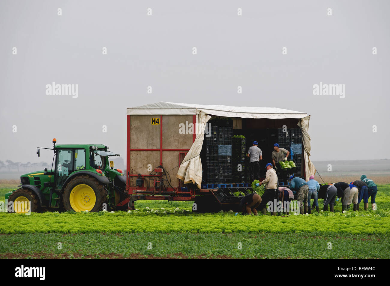 Migrant workers from Eastern Europe harvesting lettuces Stock Photo