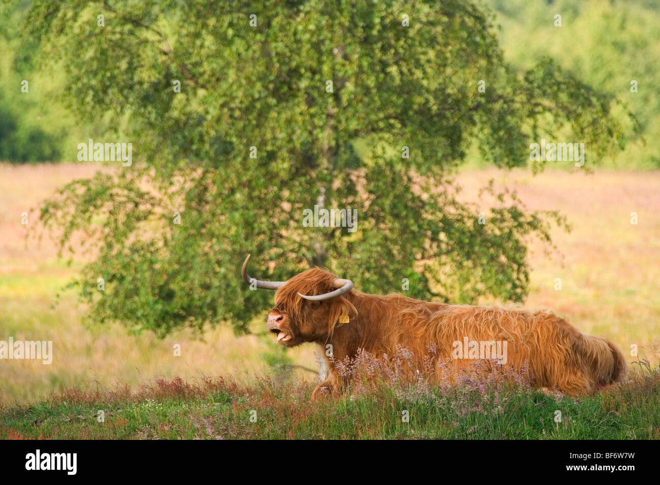 Highland cattle - lying on meadow Stock Photo - Alamy