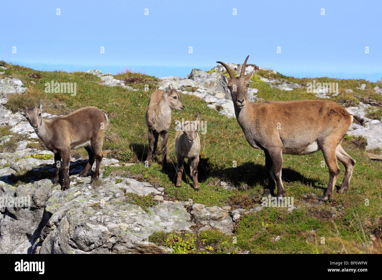 Alpine ibex capra wildlife hi-res stock photography and images - Alamy