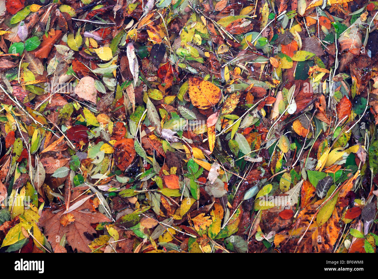 Autumn leaves on ground Stock Photo - Alamy