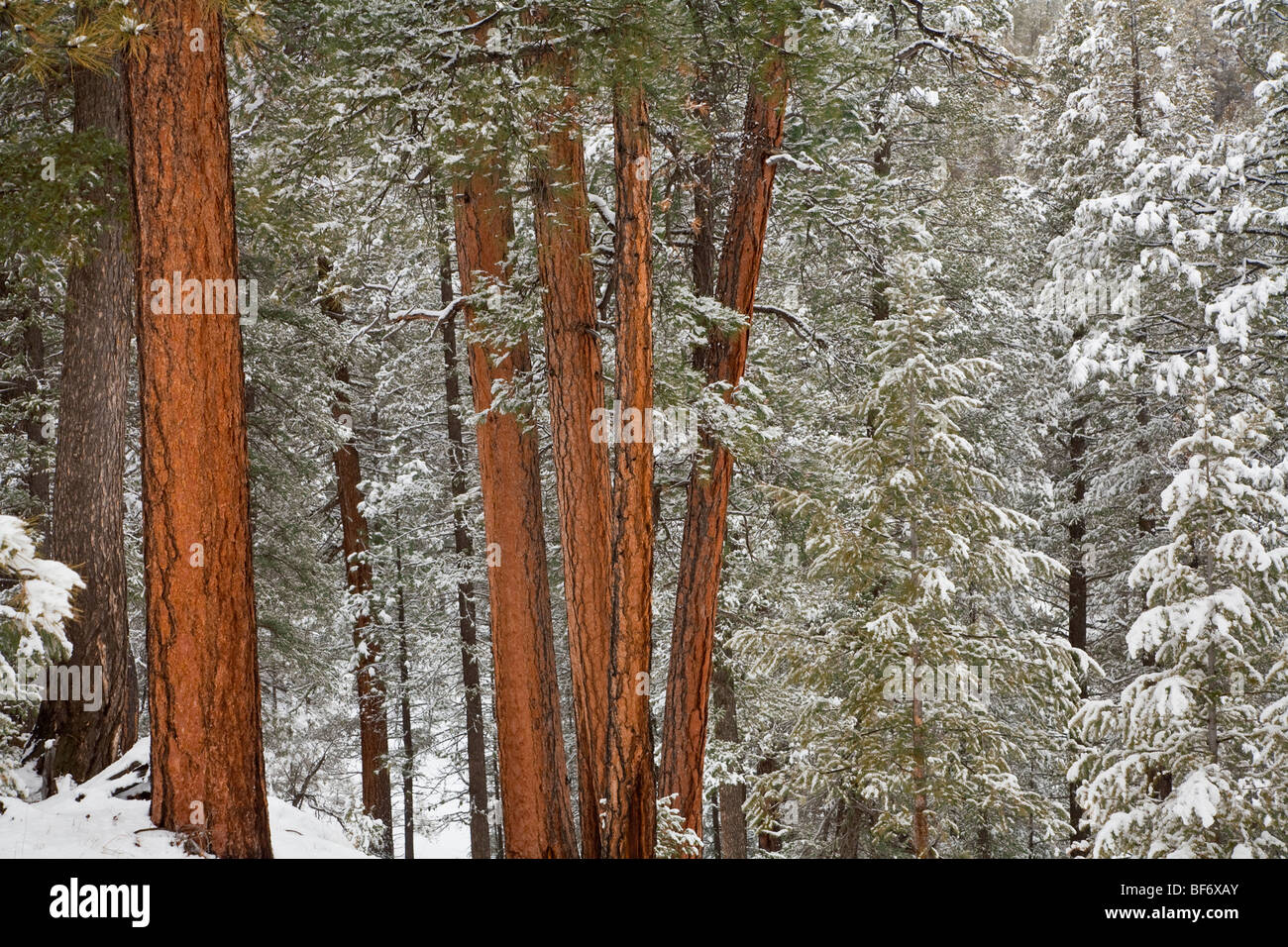 Snowy forest of ponderosa pines and Douglas Fir in Fay Canyon area of Coconino National Forest, Flagstaff, Arizona, USA Stock Photo