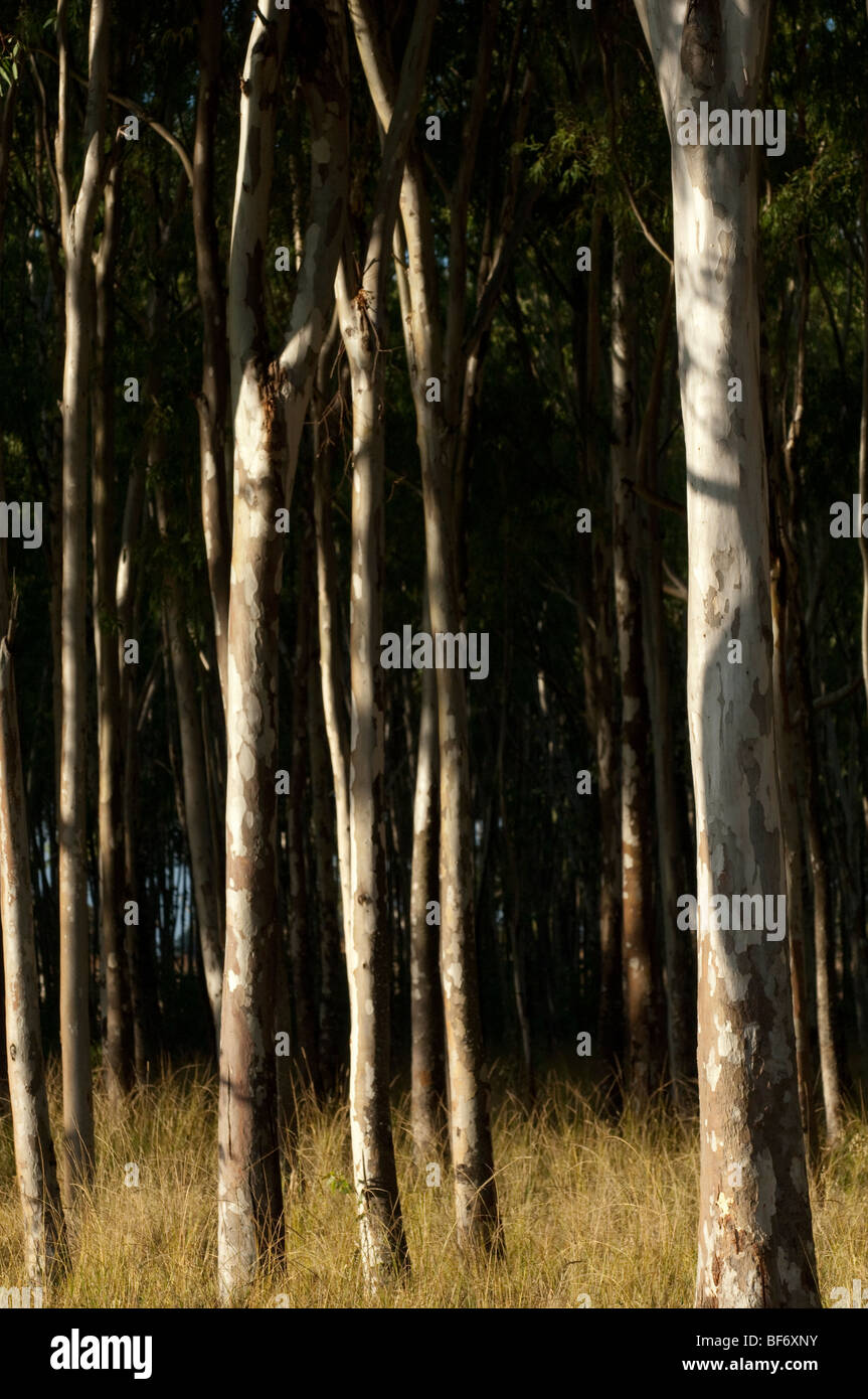 Gum trees forestry Harare Zimbabwe agriculture agroforestry farming
