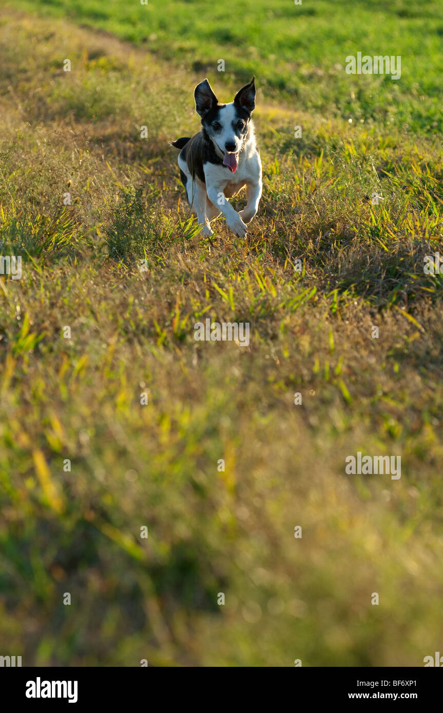 Walking the dogs taking the dogs for a walk domestic dogs walking outside exercise fresh air hound canine mongrel cur pup puppy Stock Photo