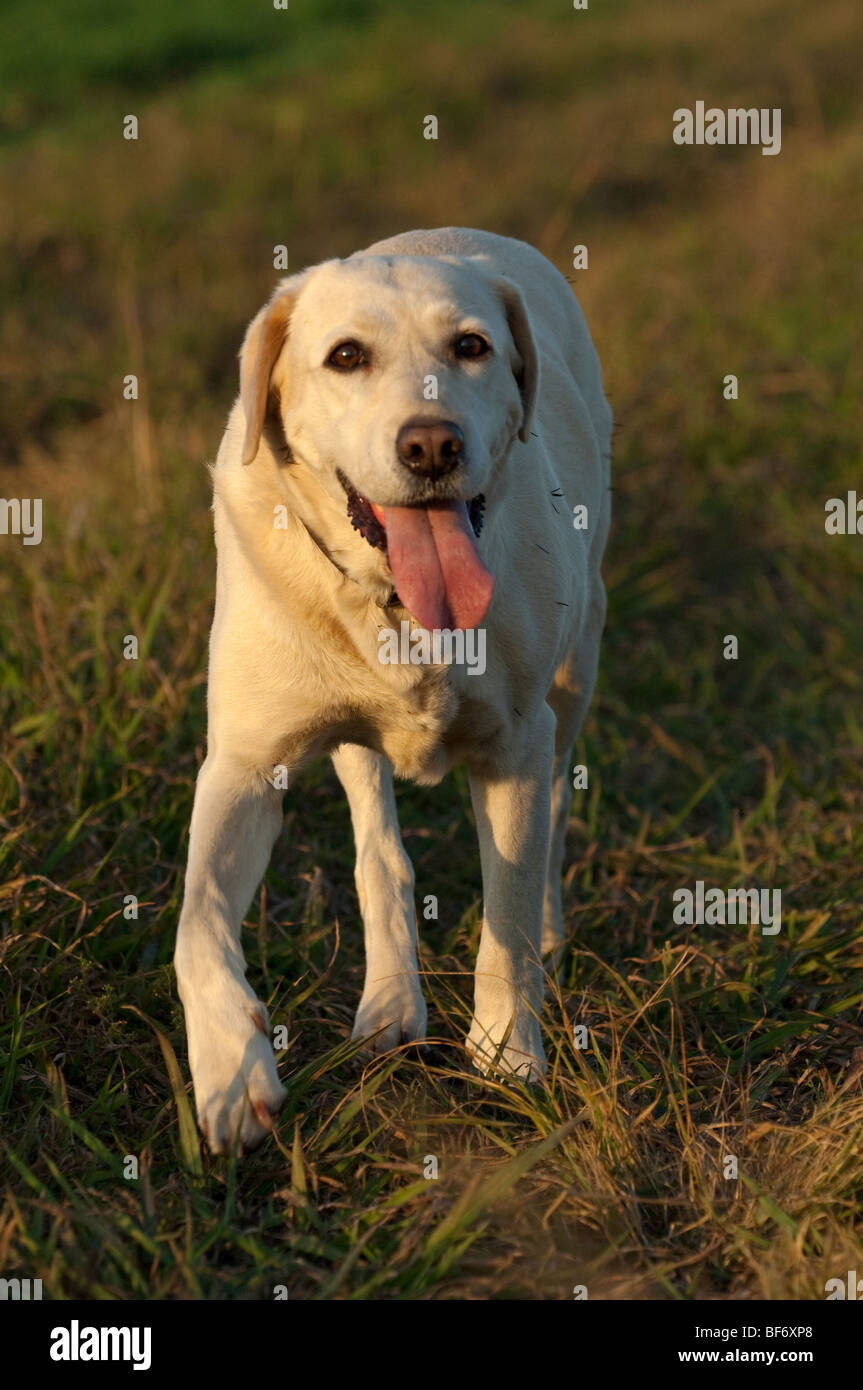 Walking the dogs taking the dogs for a walk domestic dogs walking outside exercise fresh air hound canine mongrel cur pup puppy Stock Photo