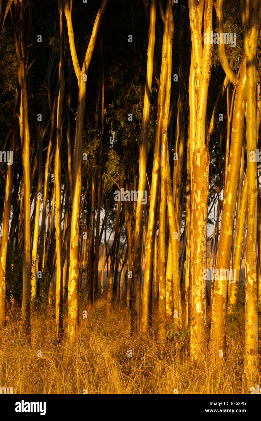 Gum trees forestry Harare Zimbabwe agriculture agroforestry farming