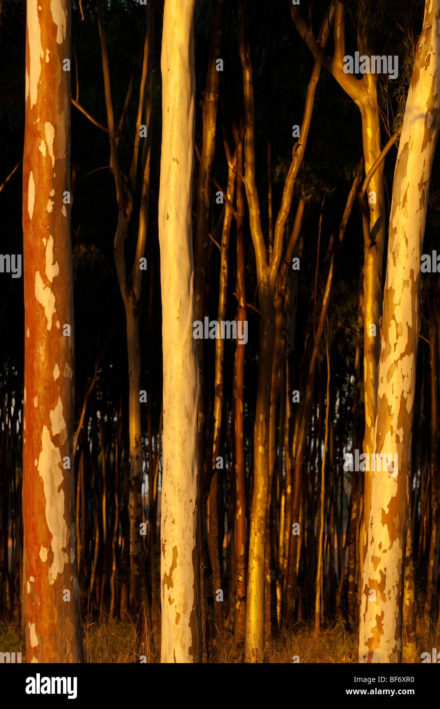 Gum trees forestry Harare Zimbabwe agriculture agroforestry farming