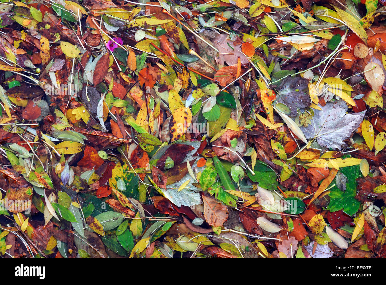 Fall of leaves hi-res stock photography and images - Alamy