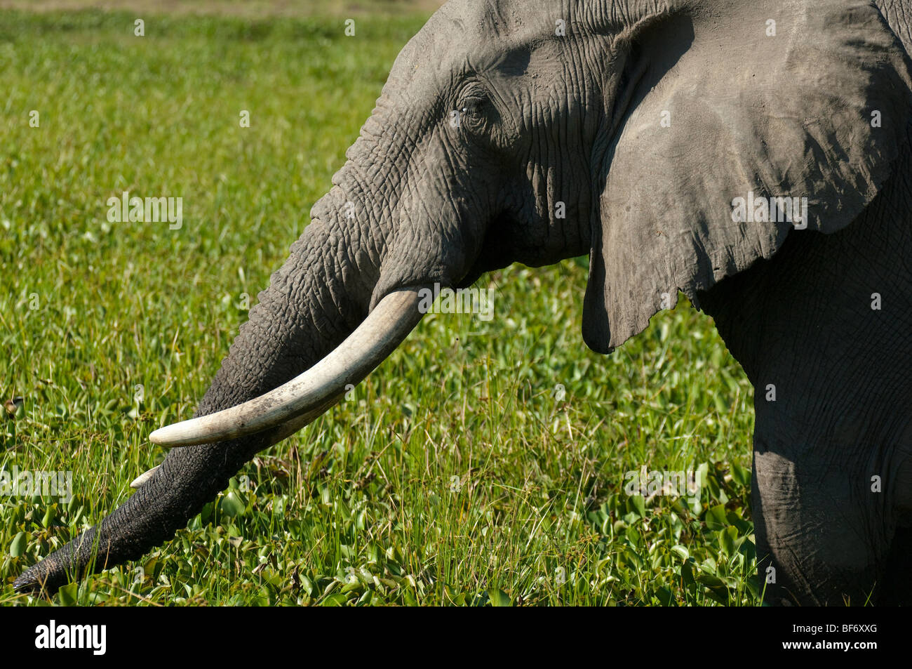 African Elephant loxodonta Africana African mammal largest land mammal grey beast ivory intelligent animal complex clever family Stock Photo