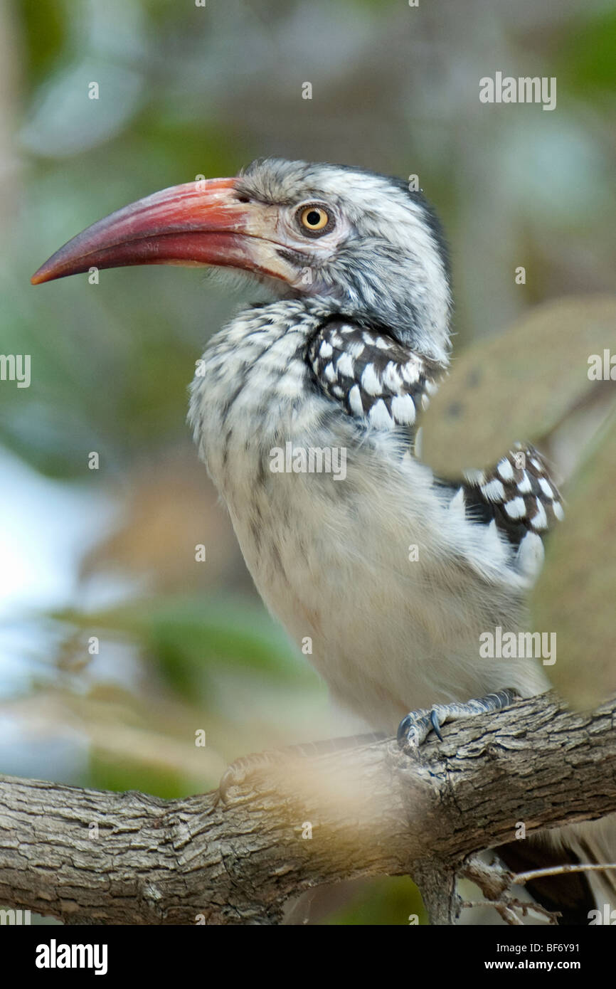 Red Billed Hornbill African bird wild bird colourful bird long beak Zimbabwe birds birds of Zimbabwe Mana Pools National Park Stock Photo