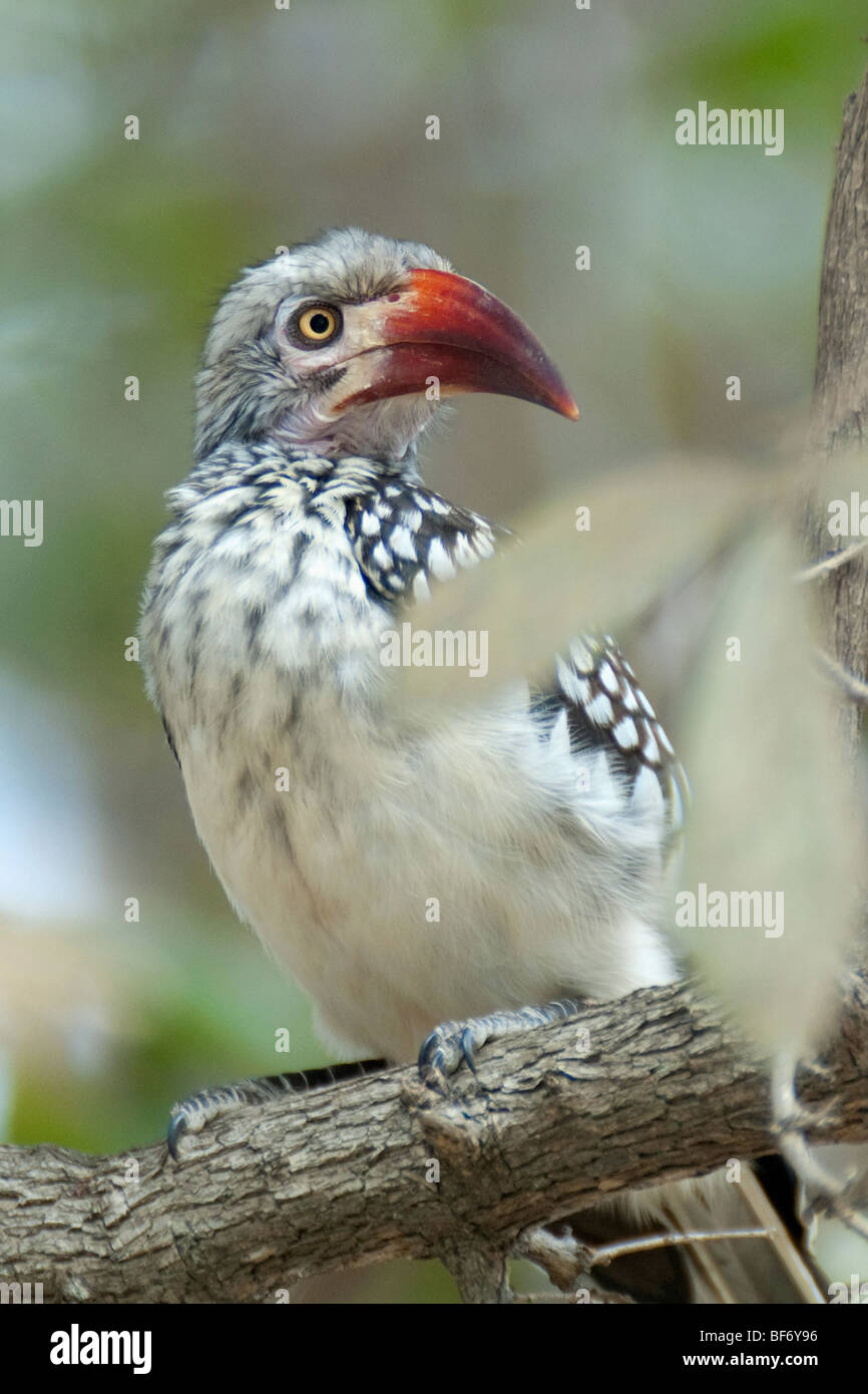 Red Billed Hornbill African bird wild bird colourful bird long beak Zimbabwe birds birds of Zimbabwe Mana Pools National Park Stock Photo