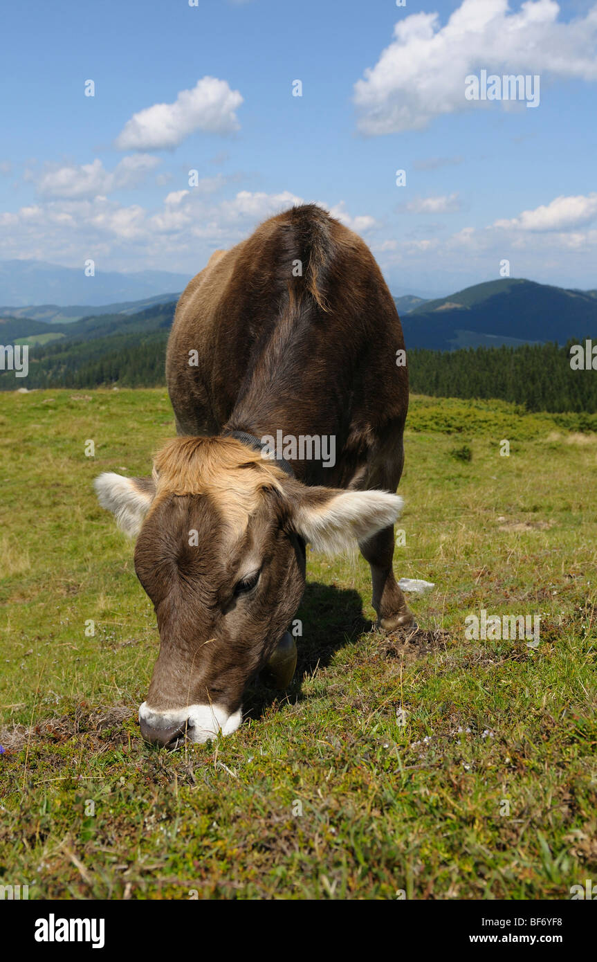 cow - standing on meadow Stock Photo - Alamy
