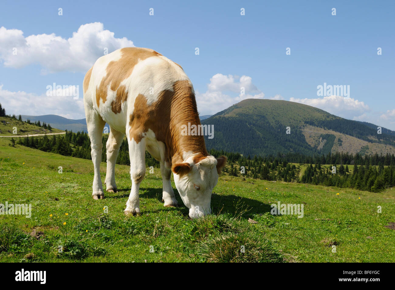 cow - standing on meadow Stock Photo - Alamy