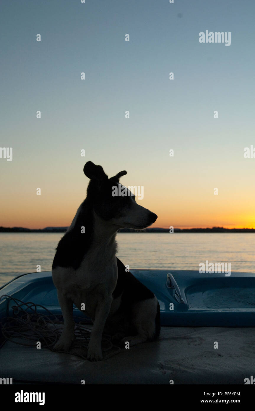 Domestication hires stock photography and images Alamy