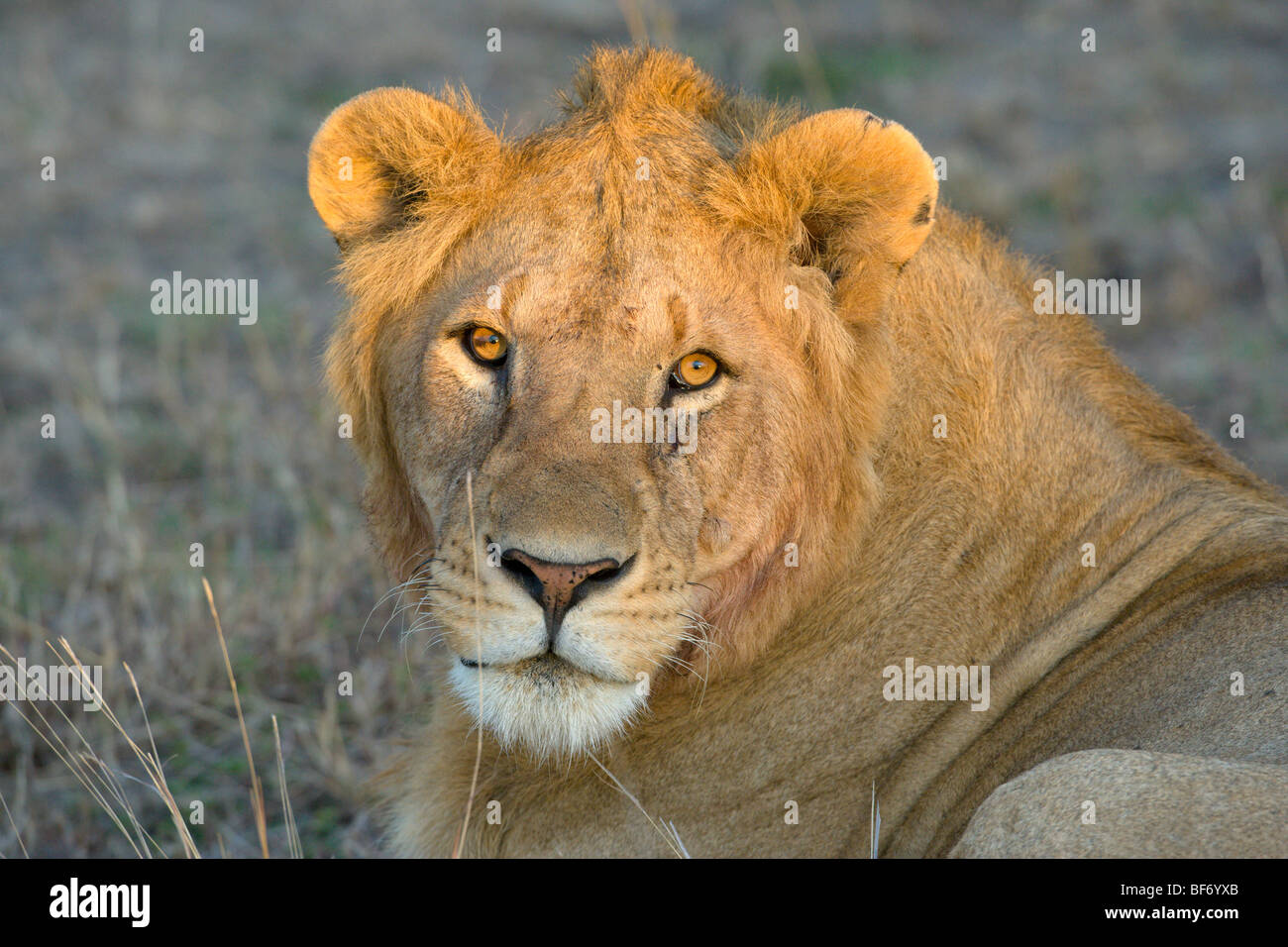 Male African Lion, Panthera leo, potrait. Masai Mara National Reserve, Kenya. Stock Photo