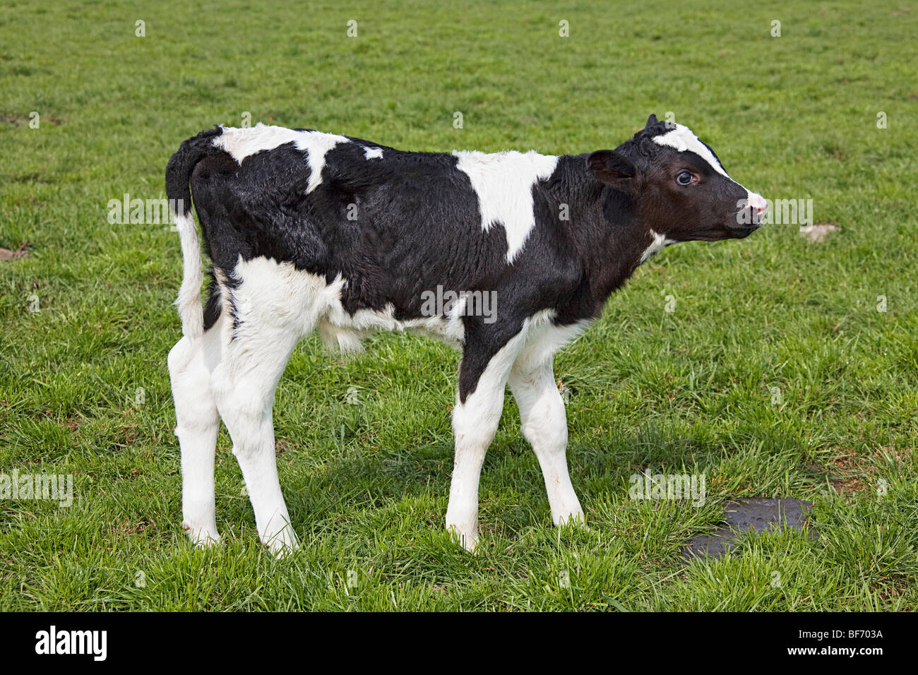 calf - standing on meadow Stock Photo - Alamy
