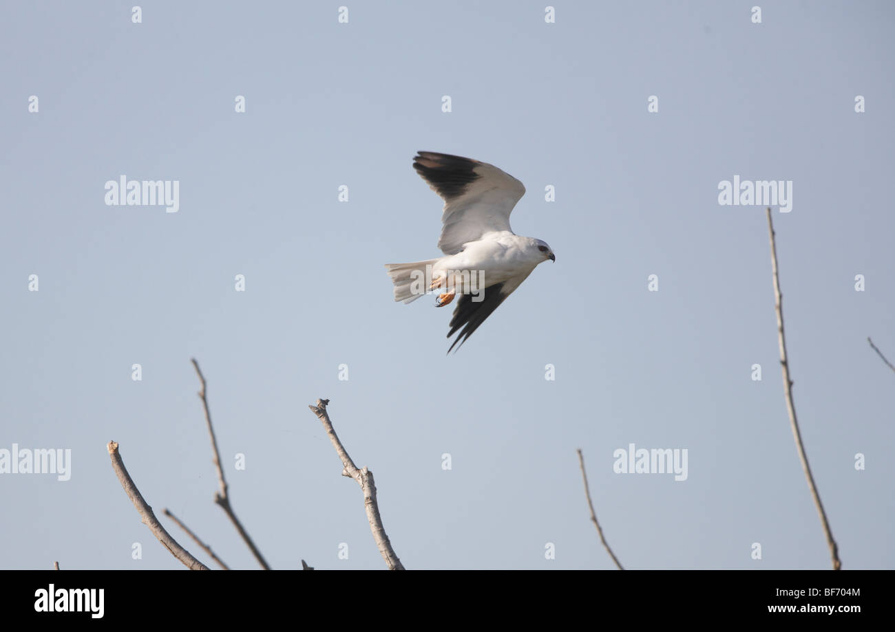 Black winged Kite also called Black shouldered Kite Elanus caeruleus