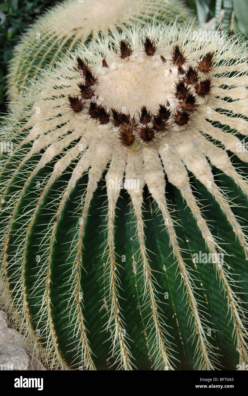 Detail of a Golden Barrel cacti plant Stock Photo