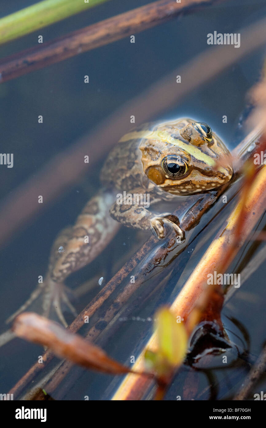 Rana angolensis- Common River Frog amphibian African amphibian ...